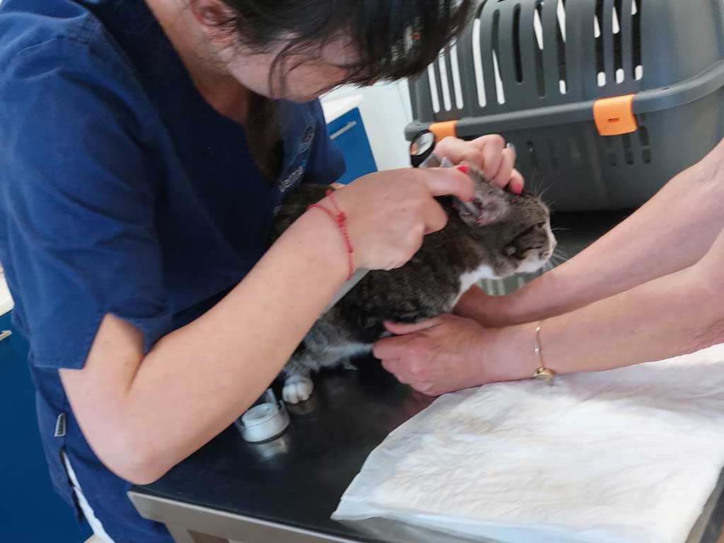 Otologia veterinaria Milano Brescia