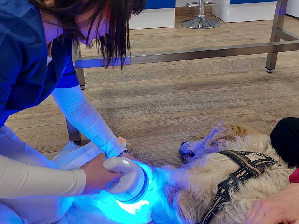 Fotobiomodulazione veterinaria Milano Brescia
