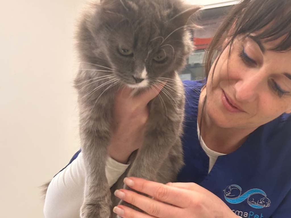 Dermatologo per gatto